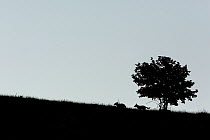Wild Apennine wolves (Canis lupus italicus) silhouetted around  tree, Central Apennines, Abruzzo, Italy. September. Italian endemic subspecies.