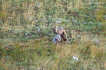 Wild Apennine wolf (Canis lupus italicus) feeding on domestic cow carcass. Central Apennines, Abruzzo, Italy. September. Italian endemic subspecies.