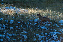 Wild Apennine wolf (Canis lupus italicus) adult on a mountain meadow in first morning light. Central Apennines, Abruzzo, Italy. September. Italian endemic subspecies.