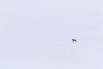 Wild Apennine wolf (Canis lupus italicus) in snowy landscape. Central Apennines, Abruzzo, Italy. February. Italian endemic subspecies.