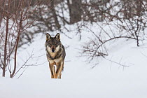 Wild Apennine wolf (Canis lupus italicus) in snowy landscape. Central Apennines, Abruzzo, Italy. February. Italian endemic subspecies.