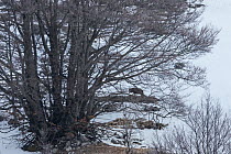 Wild Apennine wolf (Canis lupus italicus) adult moving behind beech (Fagus sylvatica) tree in snowy landscape. Italian endemic subspecies. Central Apennines, Abruzzo, Italy. March 2015.