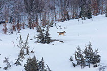 Wild Apennine wolf (Canis lupus italicus) in snowy landscape. Italian endemic subspecies. Central Apennines, Abruzzo, Italy. March 2015.