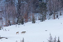 Wild Apennine wolf (Canis lupus italicus) adults patrolling mountain territory. Italian endemic subspecies. Central Apennines, Abruzzo, Italy. March 2015.