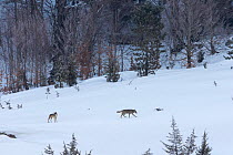 Wild Apennine wolf (Canis lupus italicus) adults patrolling mountain territory. Italian endemic subspecies. Central Apennines, Abruzzo, Italy. March 2015.