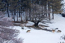 Wild Apennine wolf (Canis lupus italicus) adults patrolling mountain territory .Central Apennines, Abruzzo, Italy. March.  Italian endemic subspecies.