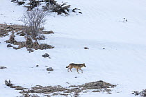 Wild Apennine wolf (Canis lupus italicus) moving on snowy landscape. Central Apennines, Abruzzo, Italy. March. Italian endemic subspecies.