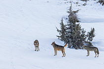 Wild Apennine wolf (Canis lupus italicus), two resident wolves approach intruder in their territory. Italian endemic subspecies. Central Apennines, Abruzzo, Italy. March. Sequence 1 of 16
