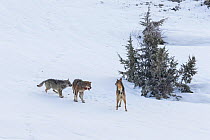 Wild Apennine wolf (Canis lupus italicus), two resident wolves attack intruder in their territory. Central Apennines, Abruzzo, Italy. March. Italian endemic subspecies. Sequence 3 of 16