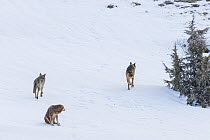 Wild Apennine wolf (Canis lupus italicus), two resident wolves walking away after attacking intruder in their territory.  Central Apennines, Abruzzo, Italy. March. Italian endemic subspecies. Sequence...