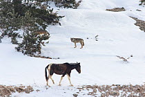 Wild Apennine wolves (Canis lupus italicus) encounter domestic horse (Equus caballus).  Central Apennines, Abruzzo, Italy. March, Italian endemic subspecies.