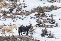 Wild Apennine wolf (Canis lupus italicus) and domestic horses (Equus caballus). Central Apennines, Abruzzo, Italy. March. Italian endemic subspecies.