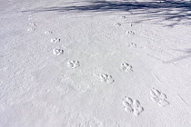 Tracks of two Wild Apennine wolves (Canis lupus italicus) in frozen snow. Central Apennines, Abruzzo, Italy. March.