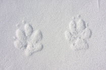 Wild Apennine wolf (Canis lupus italicus) tracks in frozen snow. Central Apennines, Abruzzo, Italy. March.