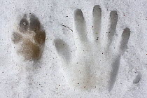 Wild Apennine wolf (Canis lupus italicus) rear paw track next to human hand print in snow. Central Apennines, Abruzzo, Italy. March.
