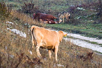 Domestic cow  looking at Apennine / Italian wolf (Canis lupus italicus) adult male feeding on horse carcass. Abruzzo, Central Apennines, Italy. November.