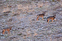 Apennine / Italian wolf (Canis lupus italicus) pack of three walking on mountain slope. Abruzzo, Central Apennines, Italy