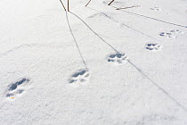 Wild Apennine wolf (Canis lupus italicus) tracks in snow. Central Apennines, Abruzzo, Italy. February.