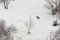 Wild Apennine wolf (Canis lupus italicus) adult following tracks on a snowy mountain slope. Italian endemic subspecies. Central Apennines, Abruzzo, Italy. February..