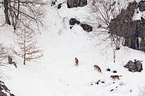 Three Wild Italian wolves (Canis lupus) climb a snowy slope on a winter morning. Abruzzo, Central Apennines, Italy. February.