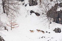 Wild Apennine wolf (Canis lupus italicus) adults on snowy mountain slope. Italian endemic subspecies. Central Apennines, Abruzzo, Italy. February..
