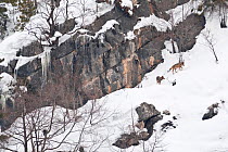 Wild Apennine wolf (Canis lupus italicus) adults on snowy mountain slope. Italian endemic subspecies. Central Apennines, Abruzzo, Italy. February..