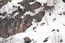 Wild Apennine wolf (Canis lupus italicus) adults moving on snowy mountain slope. Italian endemic subspecies. Central Apennines, Abruzzo, Italy. February..