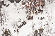Wild Apennine wolf (Canis lupus italicus) with herd of Red deer (Cervus elaphus) in deep snow on a mountain slope. Central Apennines, Abruzzo, Italy. February..