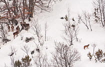 Wild Apennine wolf (Canis lupus italicus) with herd of Red deer (Cervus elaphus) in deep snow on a mountain slope. Central Apennines, Abruzzo, Italy. February..