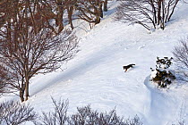 Wild Apennine wolf (Canis lupus italicus) descending snowy mountain slope. Central Apennines, Abruzzo, Italy. February. Italian endemic subspecies.