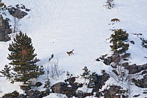 Wild Apennine wolf (Canis lupus italicus) adults moving on snowy mountain slope. Central Apennines, Abruzzo, Italy. February.. Italian endemic subspecies.