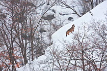 Wild Apennine wolf (Canis lupus italicus) adult climbing snowy mountain slope.  Central Apennines, Abruzzo, Italy. February. Italian endemic subspecies.