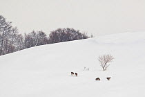 Wild Apennine wolf (Canis lupus italicus) adults moving on snowy mountain slope. Central Apennines, Abruzzo, Italy. February.  Italian endemic subspecies.