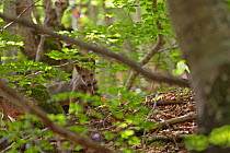 Wild Apennine wolf (Canis lupus italicus) pup looking through forest vegetation. Italian endemic subspecies. Central Apennines, Abruzzo, Italy. July.