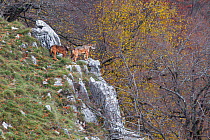 Wild Apennine wolves (Canis lupus italicus) adults pausing on a rock on mountain slope with autumn foliages in the background. Central Apennines, Abruzzo, Italy. November. Italian endemic subspecies.