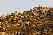 Wild Apennine wolves (Canis lupus italicus) peering from behind rocks on a hilltop in autumn. Central Apennines, Abruzzo, Italy. November. Italy endemic subspecies.