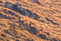 Wild Apennine wolves (Canis lupus italicus) resting among dry grass on a mountain slope in autumn. Central Apennines, Abruzzo, Italy. November. Italy endemic subspecies.