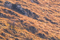 Wild Apennine wolves (Canis lupus italicus) resting among dry grass on a mountain slope in autumn. Central Apennines, Abruzzo, Italy. November. Italy endemic subspecies.