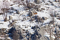 Wild Apennine wolf (Canis lupus italicus) adult on snowy mountain slope. Central Apennines, Abruzzo, Italy. February 2013. Italian endemic subspecies.