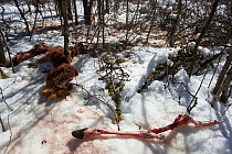 Remains of Red deer (Cervus elaphus) killed and eaten by Apennine wolves (Canis lupus italicus) Central Apennines, Abruzzo, Italy. February.