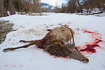 Remains of Red deer (Cervus elaphus) stag killed by Apennine wolves (Canis lupus italicus)  Central Apennines, Abruzzo, Italy. February, Italian endemic subspecies.