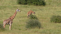 Masai giraffe (Giraffa camelopardalis tippelskirchi) walking and grazing, Nairobi National Park, Kenya.
