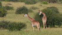 Two Masai giraffe (Giraffa camelopardalis tippelskirchi) grazing, Nairobi National Park, Kenya.
