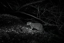 Otter (Lutra lutra) at night, infra red image. Loutre, Mayenne, France.