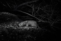 Otter (Lutra lutra) at night, infra red image. Loutre, Mayenne, France. November.