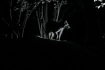 Racoon (Procyon lotor) male at night, infra red  image, France. Introduced species.
