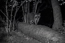 Racoon (Procyon lotor) male at night, infra red  image, France. Introduced species.