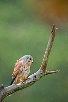 Male Kestrel (Falco tunninculus) perched on a branch in the rain, France, May.