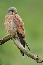 Male Kestrel (Falco tunninculus) perched on a branch, France, May.