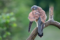 Male Kestrel (Falco tunninculus) preening, France, May.